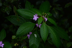Impatiens pulcherrima