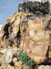 Leucoptera subcarnosa