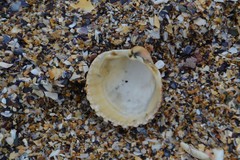 Acanthocardia tuberculata
