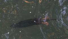 Hydrictis maculicollis