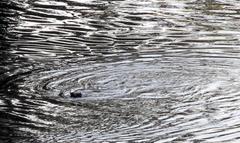 Hydrictis maculicollis