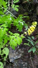 Corydalis ophiocarpa