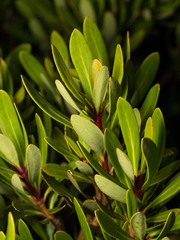 Tasmannia xerophila