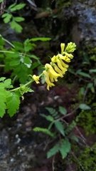 Corydalis ophiocarpa