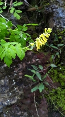 Corydalis ophiocarpa