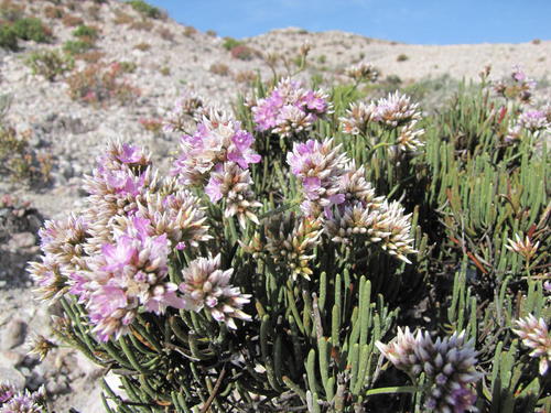 Knersvlakte Sea-Lavendar (Limonium teretifolium)