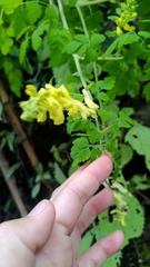 Corydalis ophiocarpa
