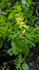 Corydalis ophiocarpa
