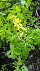 Corydalis ophiocarpa