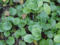 Pyrola rotundifolia