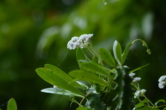 Ceropegia huberi