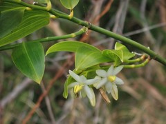 Geitonoplesium cymosum