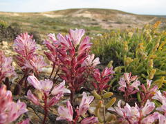 Lachenalia patula