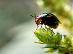 Spaniocelyphus cognatus