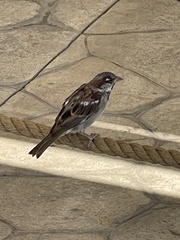 Passer domesticus balearoibericus