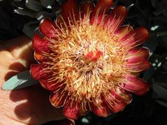 Protea pendula