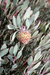 Protea pendula