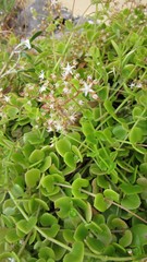 Crassula spathulata