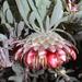 Protea pendula - Photo (c) Tony Rebelo, algunos derechos reservados (CC BY-SA), uploaded by Tony Rebelo