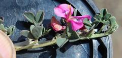 Indigofera hantamensis