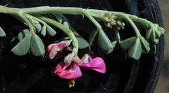 Indigofera hantamensis