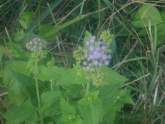 Conoclinium coelestinum