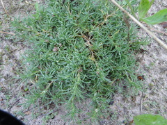 Scleranthus perennis