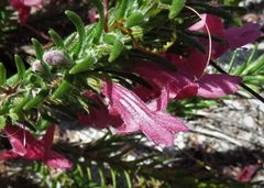 Hemiphora exserta