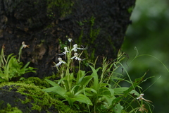 Habenaria crinifera