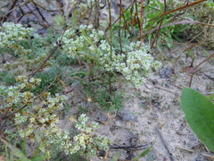 Scleranthus perennis