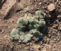 Oxalis melanosticta melanosticta