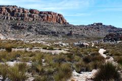 Askidiosperma capitatum