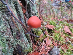 Gymnopilus picreus