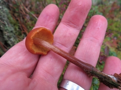 Gymnopilus picreus