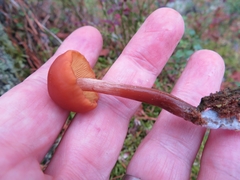 Gymnopilus picreus
