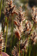 Askidiosperma capitatum