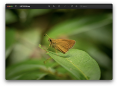 Polytremis lubricans