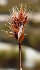 Askidiosperma capitatum