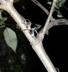 Hypodrassodes maoricus