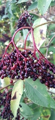 Sambucus nigra