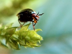 Spaniocelyphus cognatus