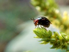 Spaniocelyphus cognatus