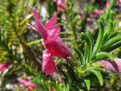 Hemiphora exserta