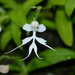 Habenaria crinifera - Photo no rights reserved, uploaded by S.MORE