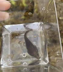Lepadogaster lepadogaster