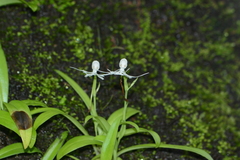 Habenaria crinifera