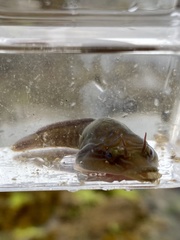 Lepadogaster lepadogaster