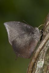 Memphis mora orthesia