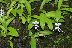 Habenaria crinifera