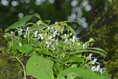 Habenaria crinifera